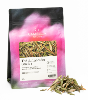 Tea / Camellia Sinensis - Maple