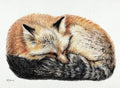Sticker / Le Nid - Renard endormi