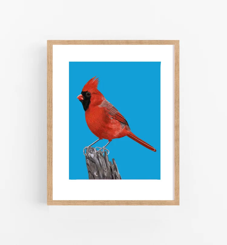 Affiche 8 x 10 / Jackie Besteman - Red Cardinal