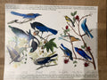 Planche de stickers / Stay Home Club - Birds of America - Blue