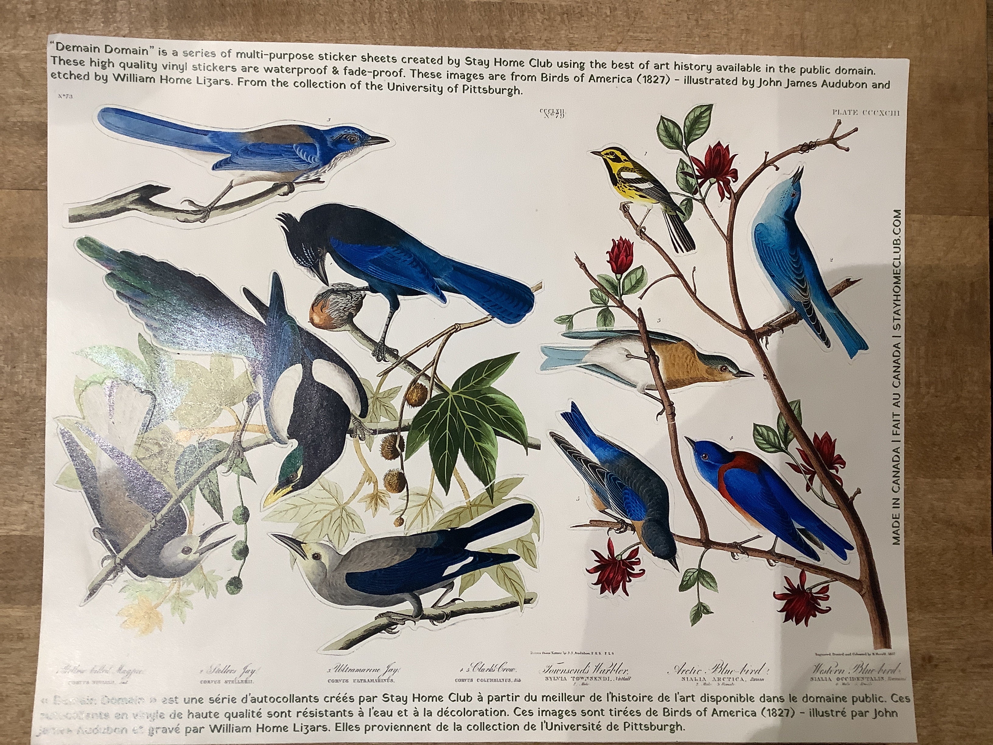 Planche de stickers / Stay Home Club - Birds of America - Blue
