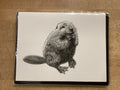 Carte / Le Nid - Castor